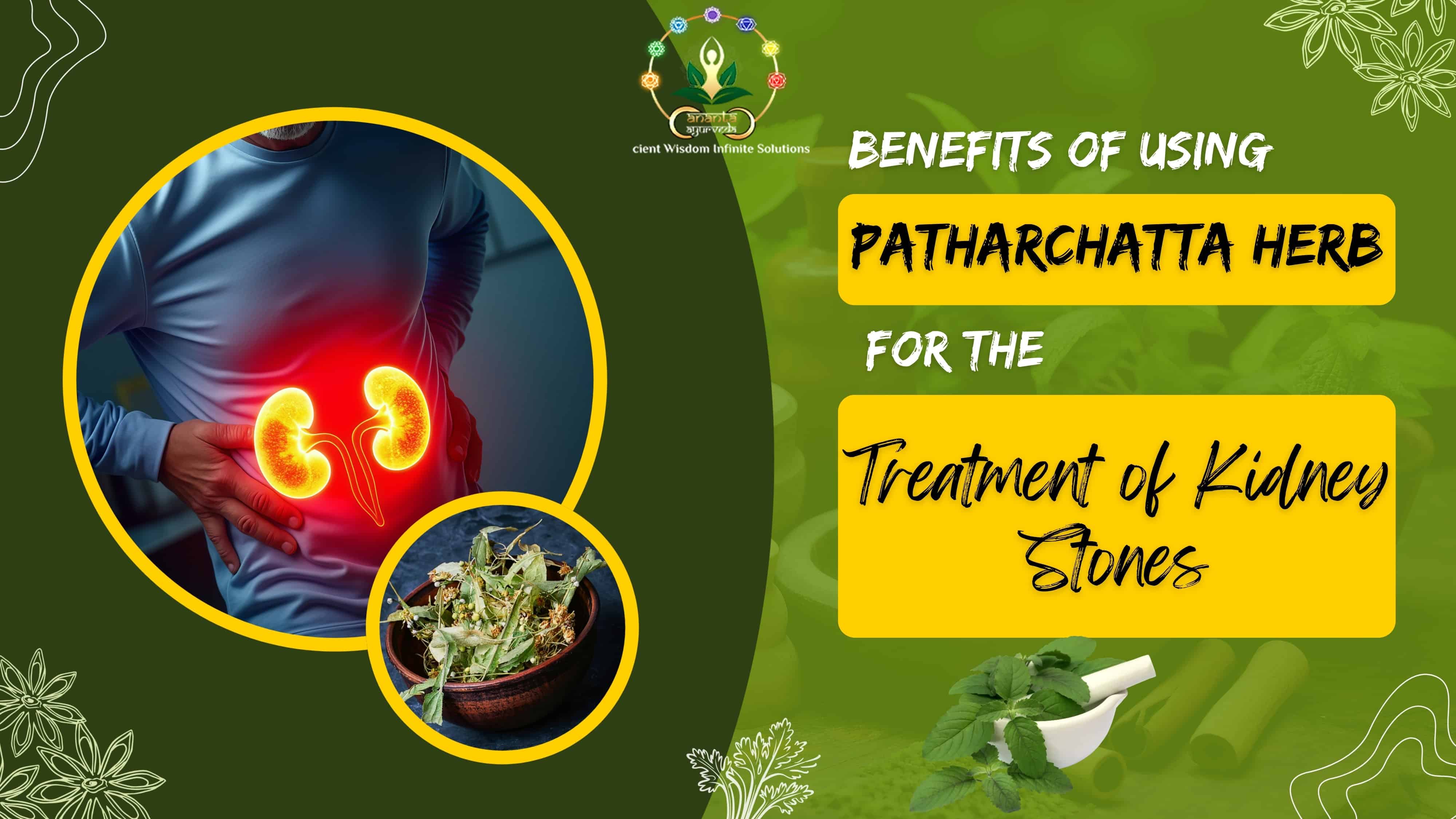 Benefits of Using Patharchatta Herb for the Treatment of Kidney Stones